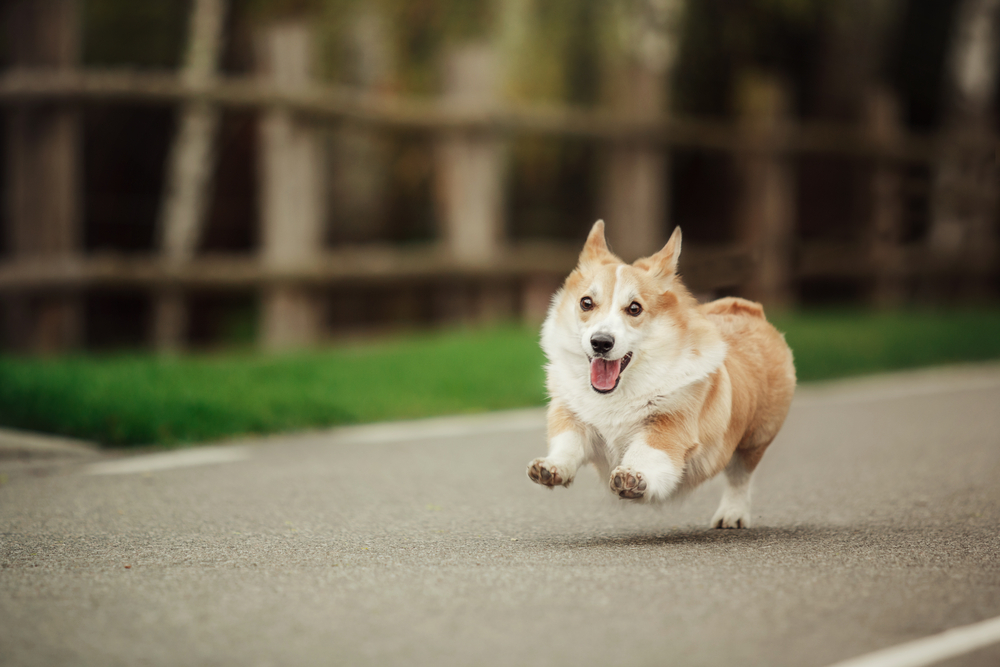 Cute Corgi Running
