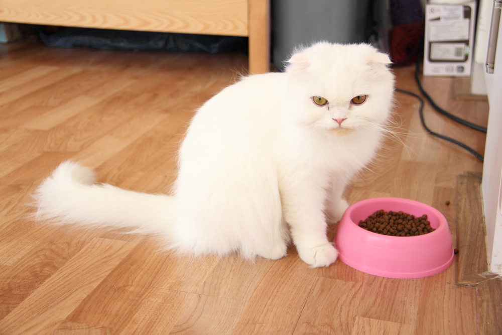 100 Cute Food Inspired Names for Cats The Naming Nook