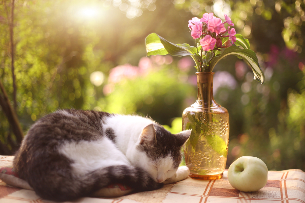 Cute Cat Napping on a Table