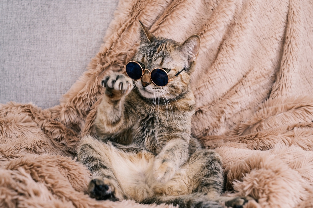Hipster-friendly cat names