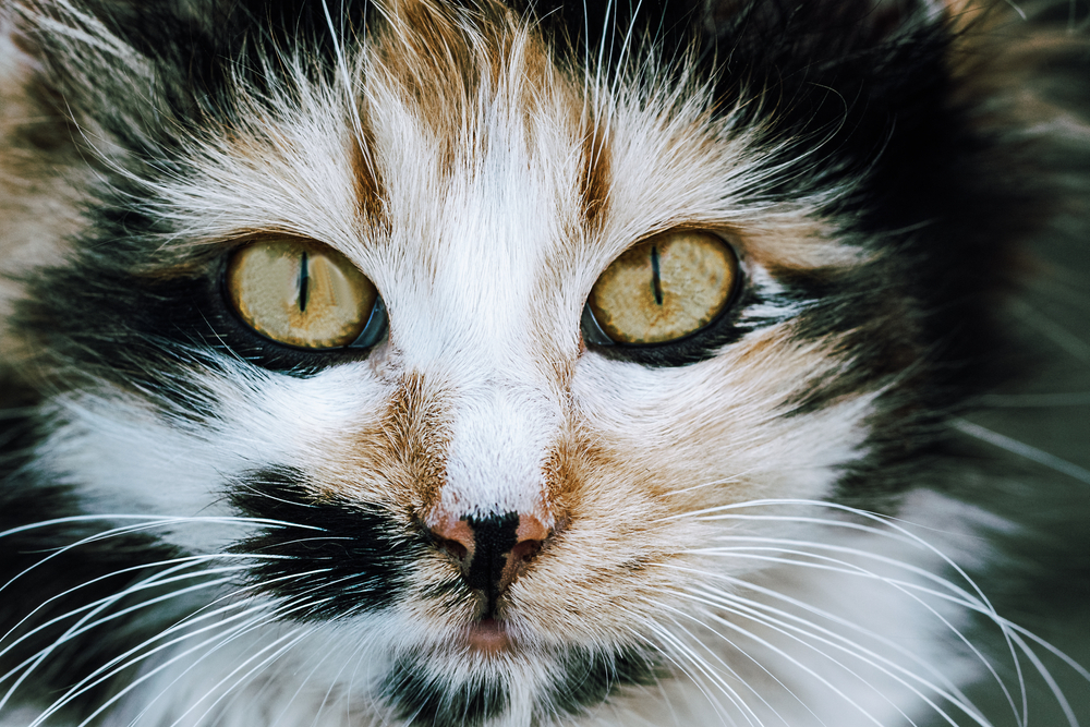 Mystical Names for Cats