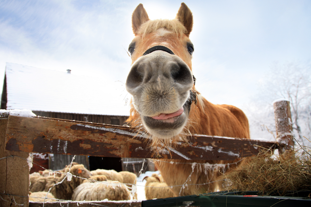 Food Inspired Names for Ponies