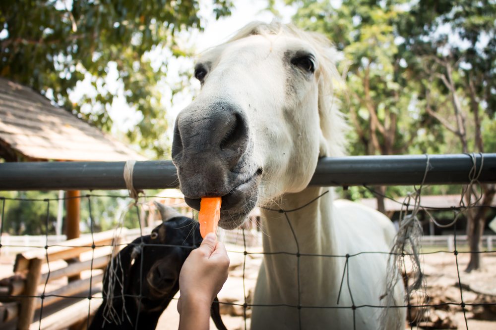 Food Inspired Names for Ponies
