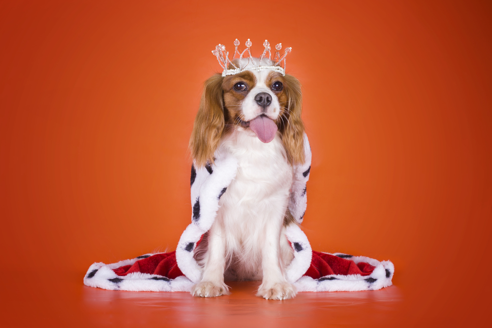 40 Disney Inspired Dogs Names