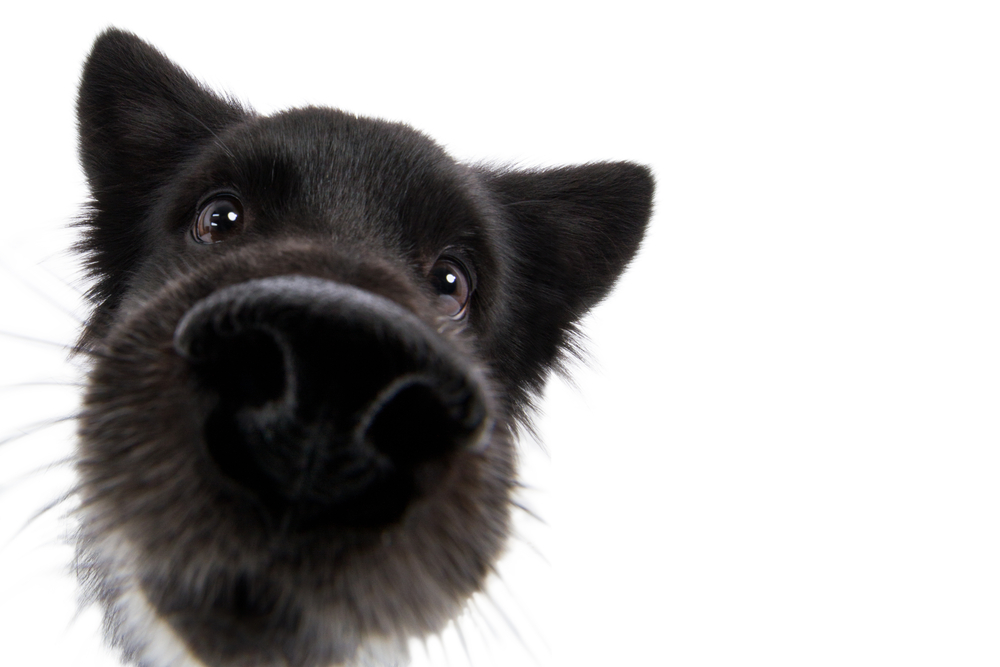 60 Cute dog names