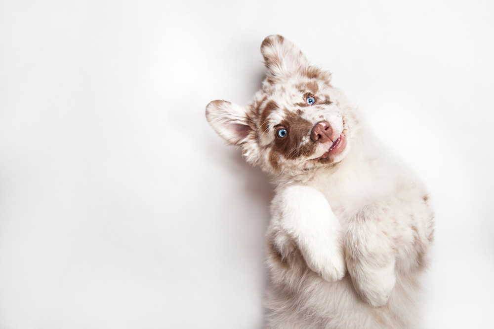 Cute and Adorable Dog Names 