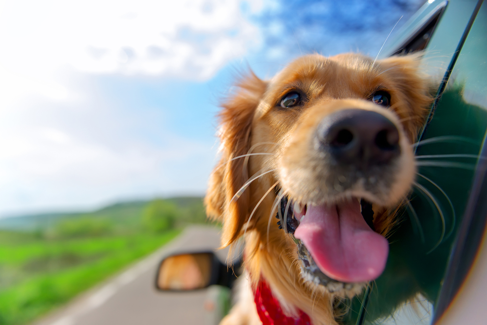 Cutest dog names for dogs