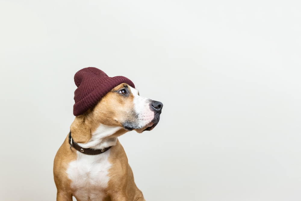 Dog Names -hipster friendly