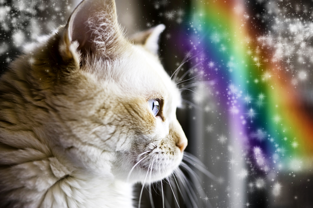 Zodiac Inspired Cat Names