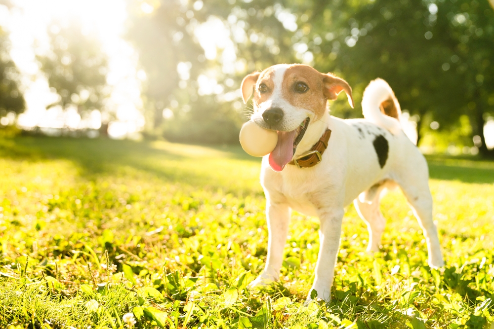 Amazing Names for Jack Russells