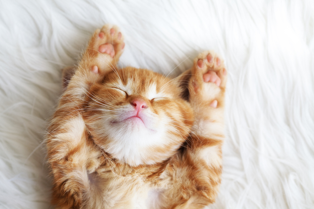 50 Awesome Names for Ginger Cats