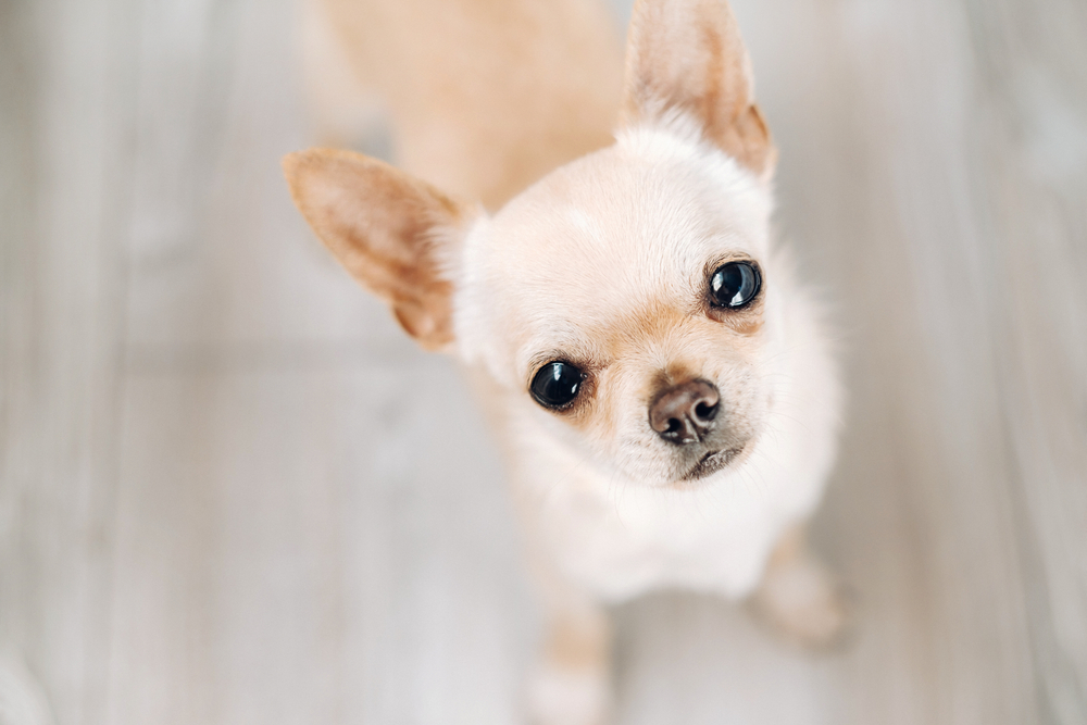 Cute and Awesome Names for Chihuahuas