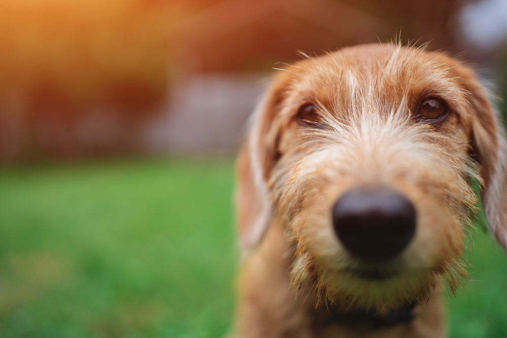 Dog Names Ending in Y