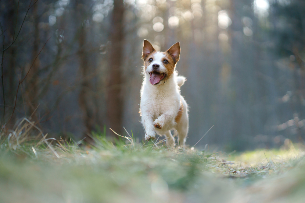 Awesome Names for Jack Russells