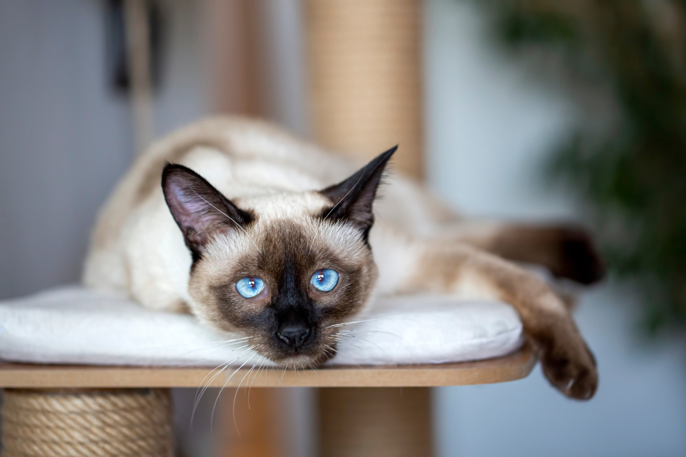 80 Refined and Elegant Siamese Cats Names