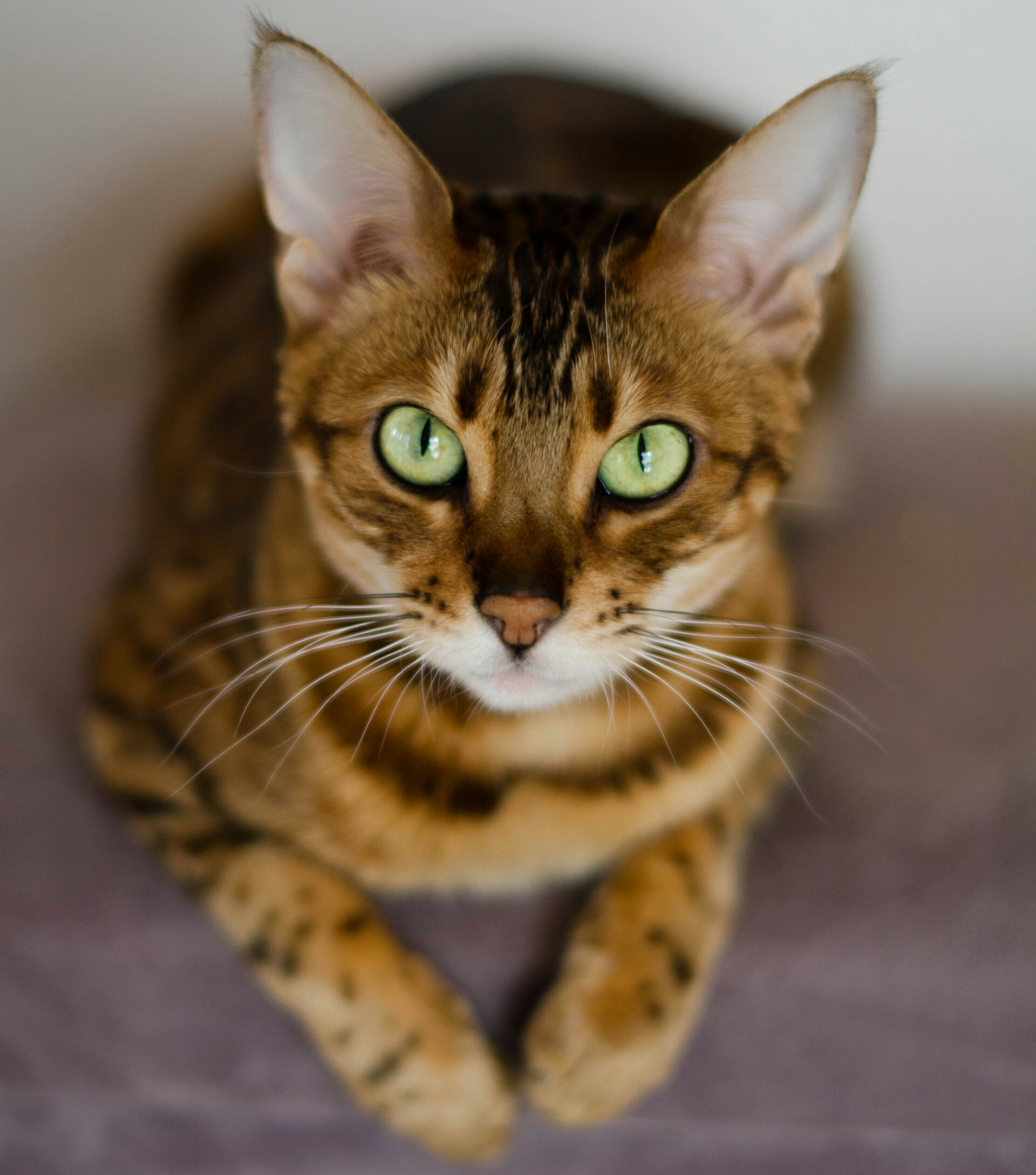 50 Breathtaking Bengal Cat Names