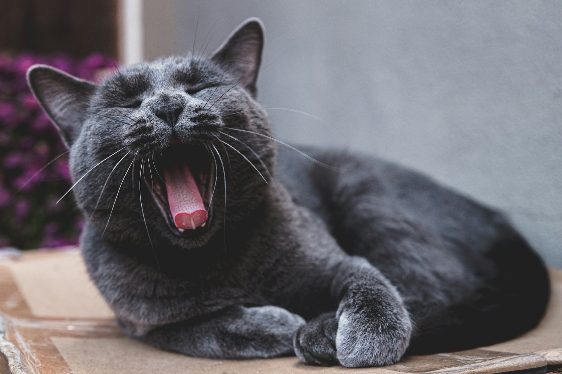 50 Gorgeous Grey Cat Names