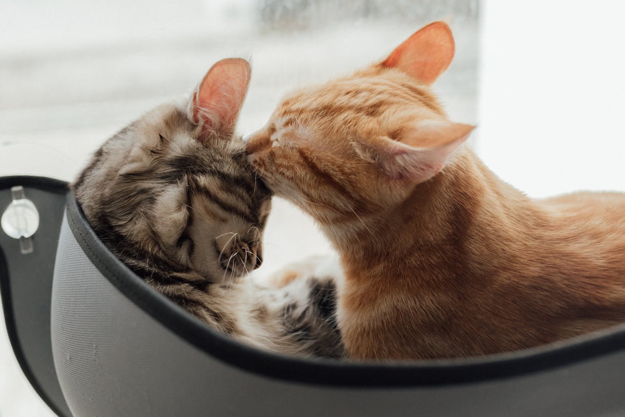 50 Trailblazing Tabby Cat Names