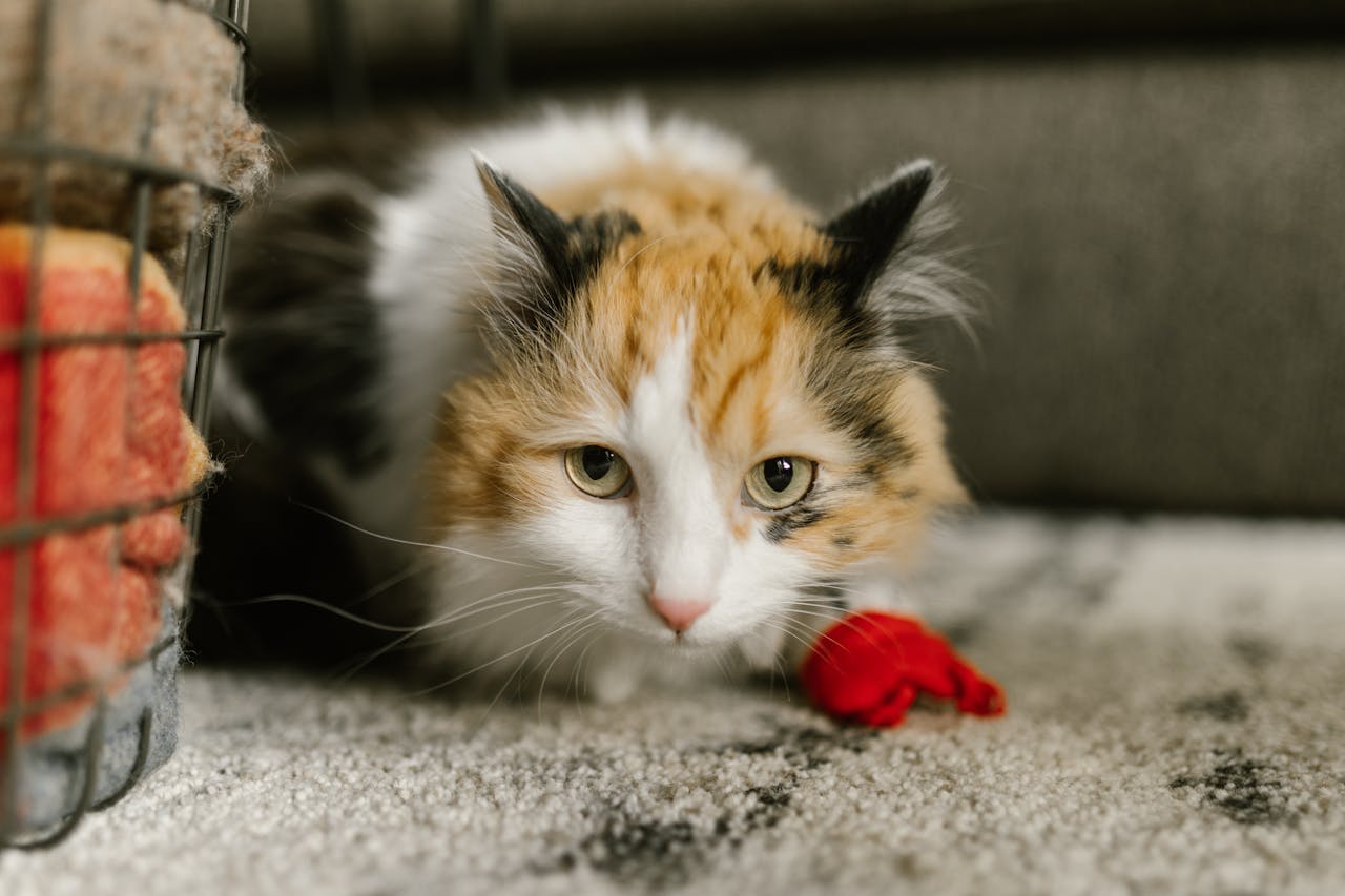 Charismatic Calico Cat Names
