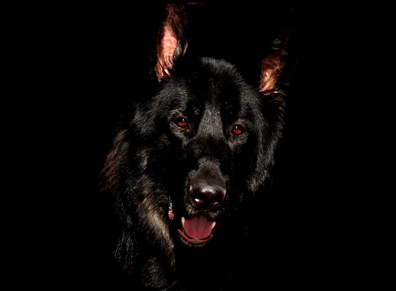 Powerful German Shepherd Dog