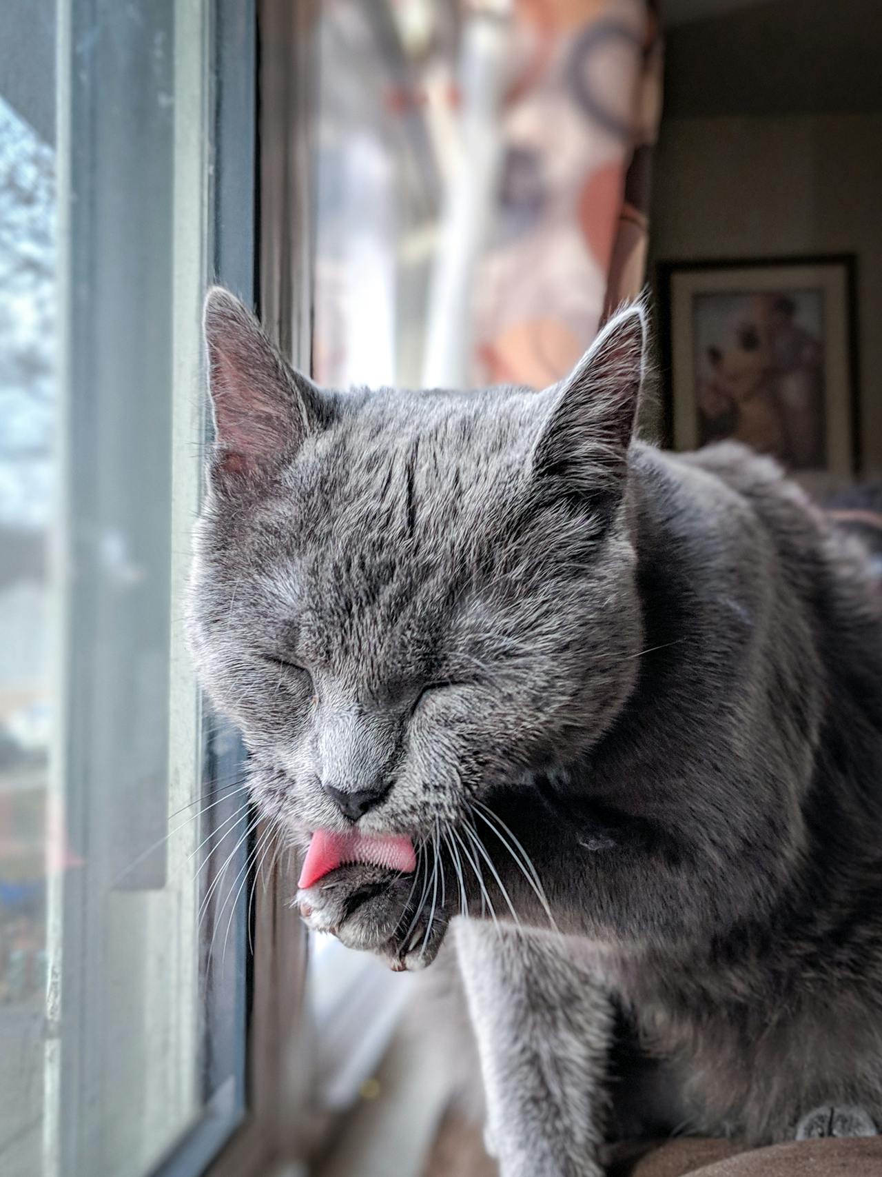Top Gorgeous Grey Cat Names