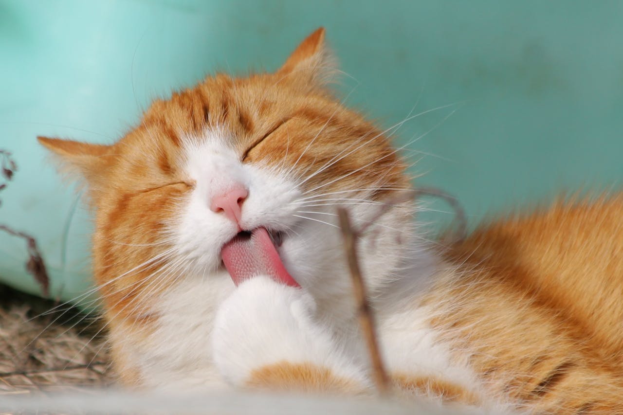 Trailblazing Tabby Cat Names