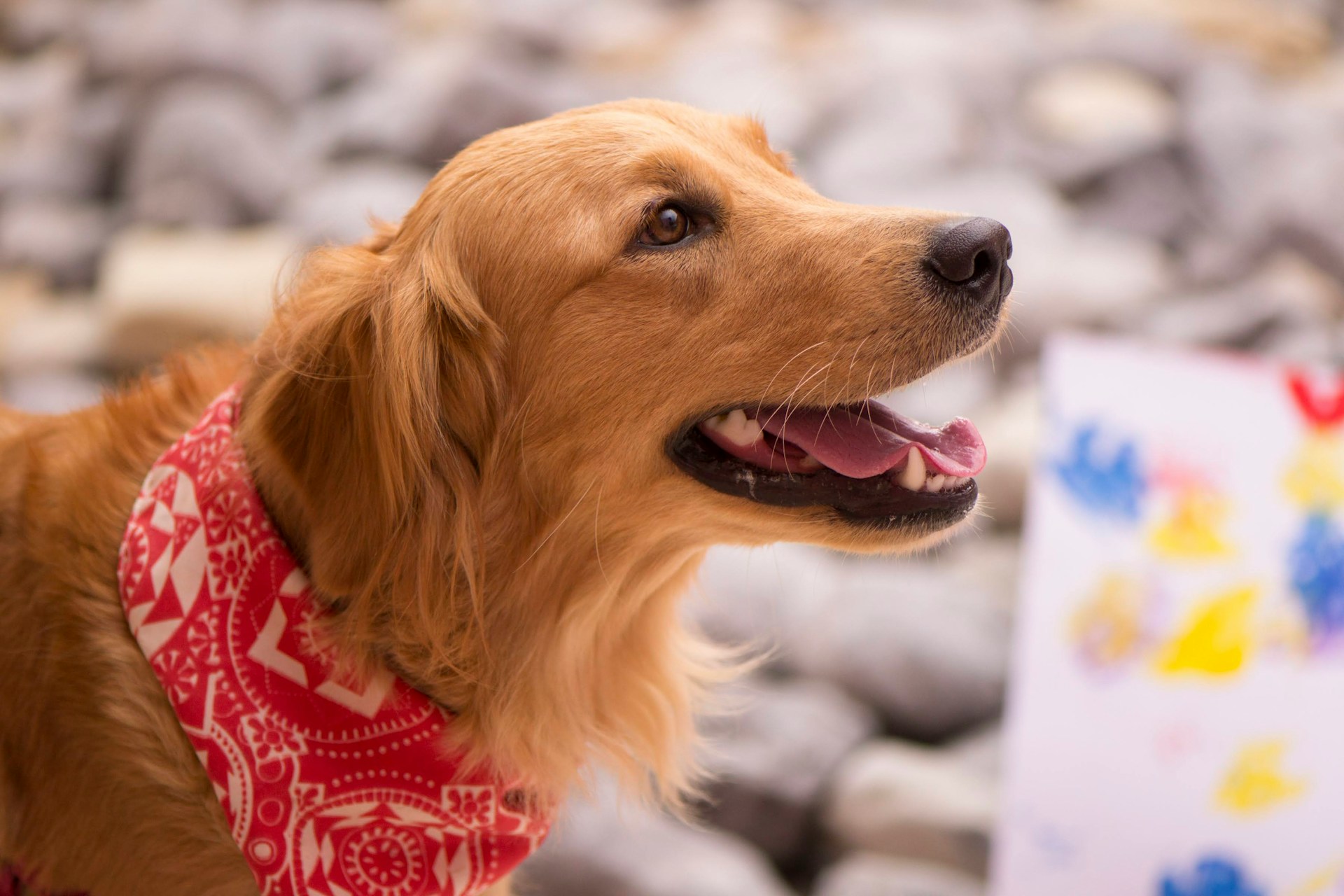 50 Adorable Names for Your Golden Retriever