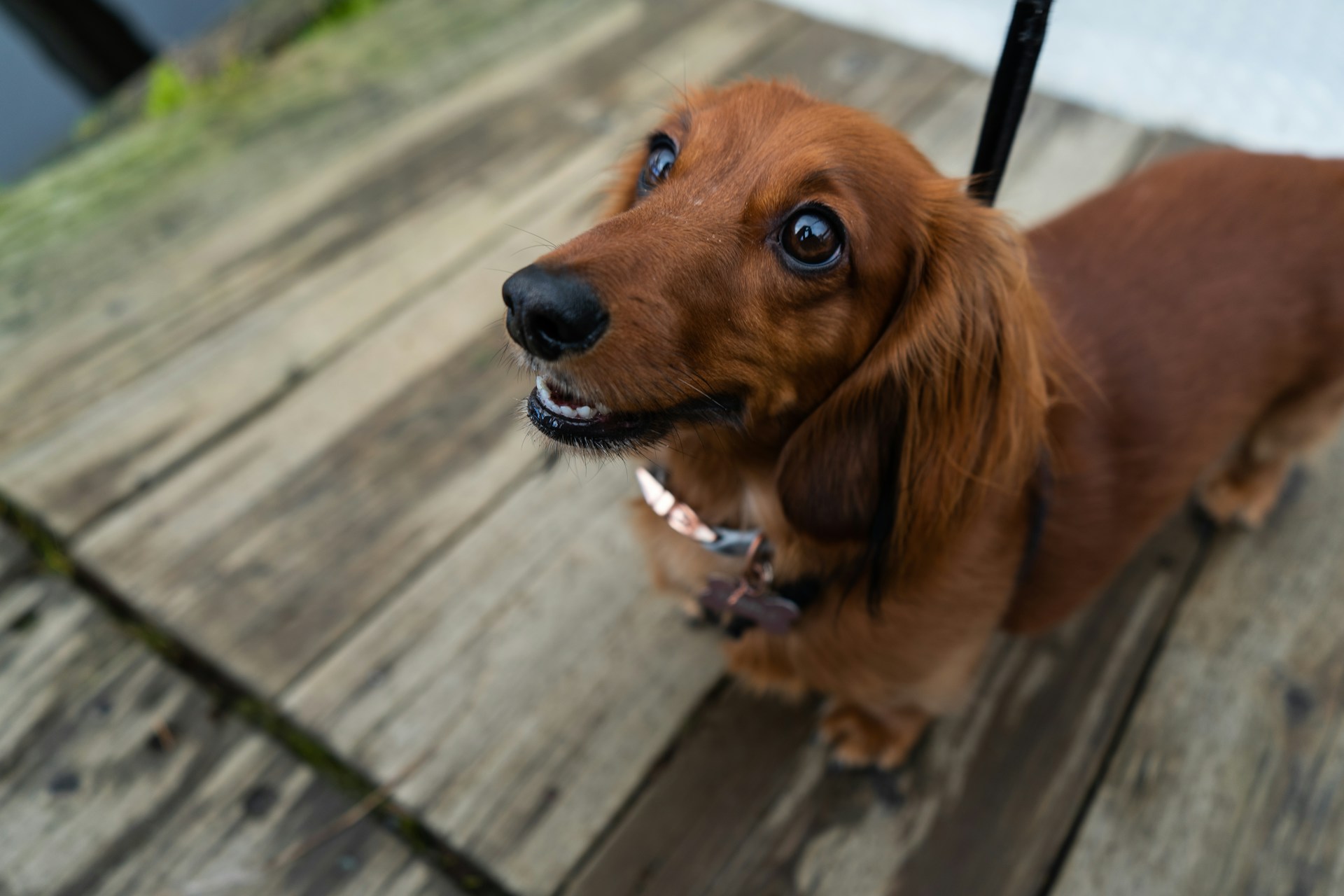 Adorable Names for your Dachshund