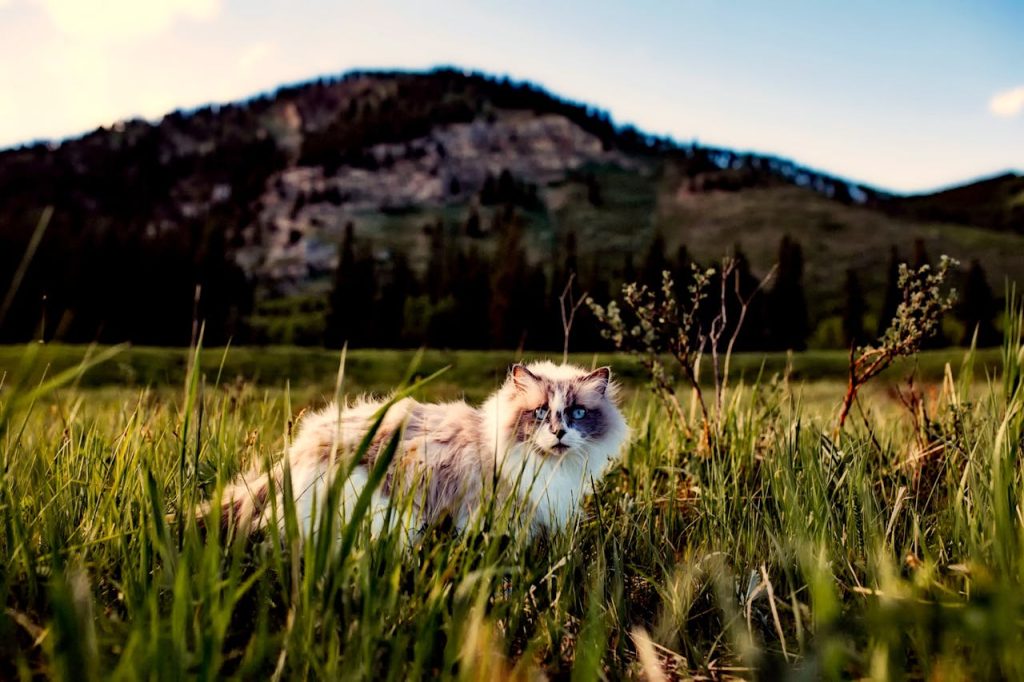 40 Mountain and River Names for Cats