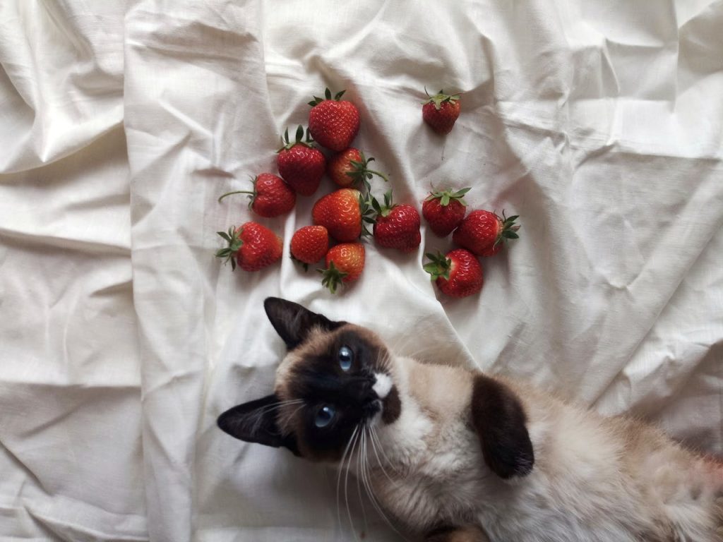 50 Fun Fruit and Vegetable Names for Cats