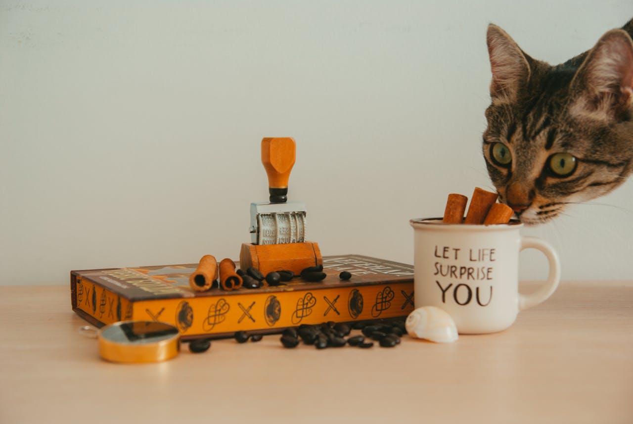 60 Spicy Cat Names for Fiery Personalities