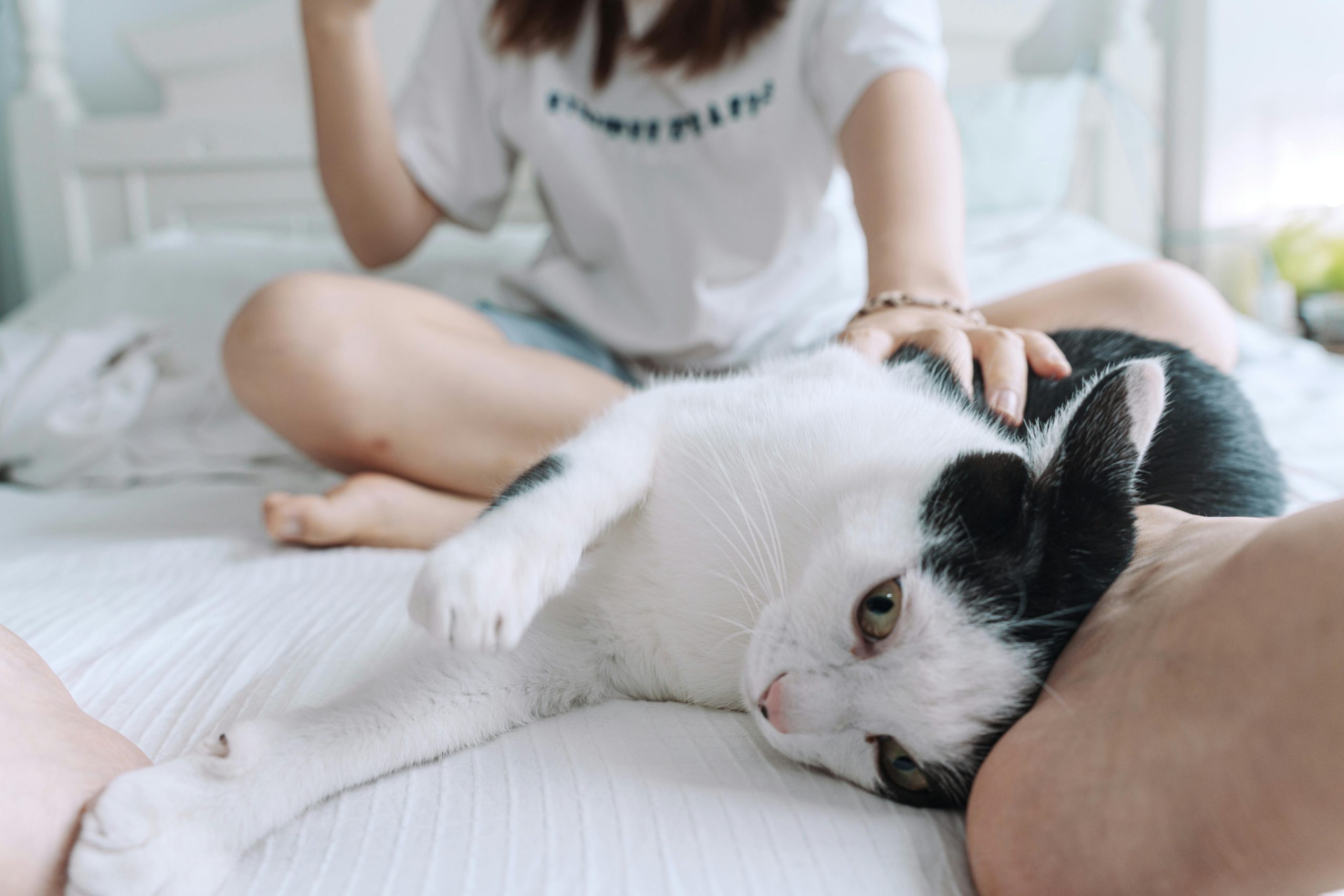 City-Inspired Names for Urban Cats