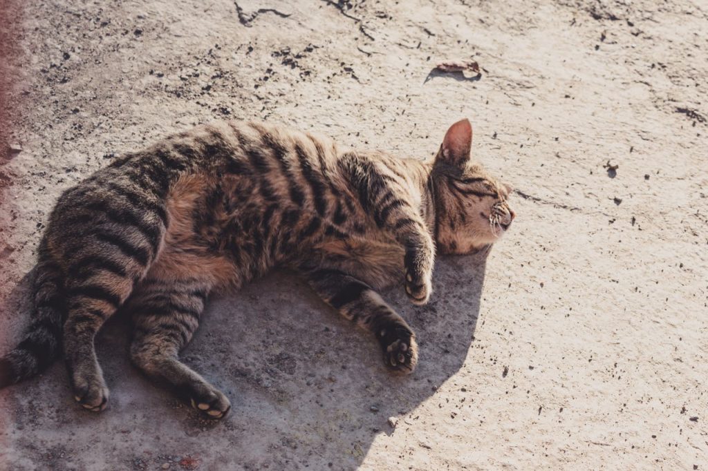 Desert-Inspired Names for Unique Cats