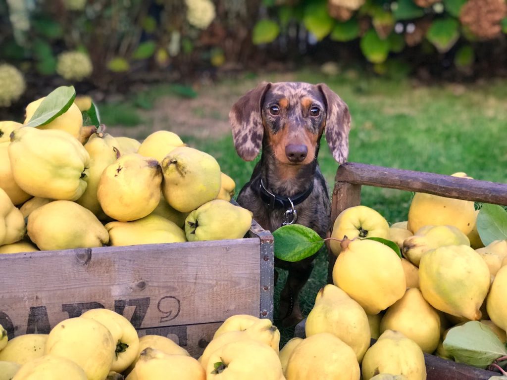 Fruit and Vegetable Names for Dogs