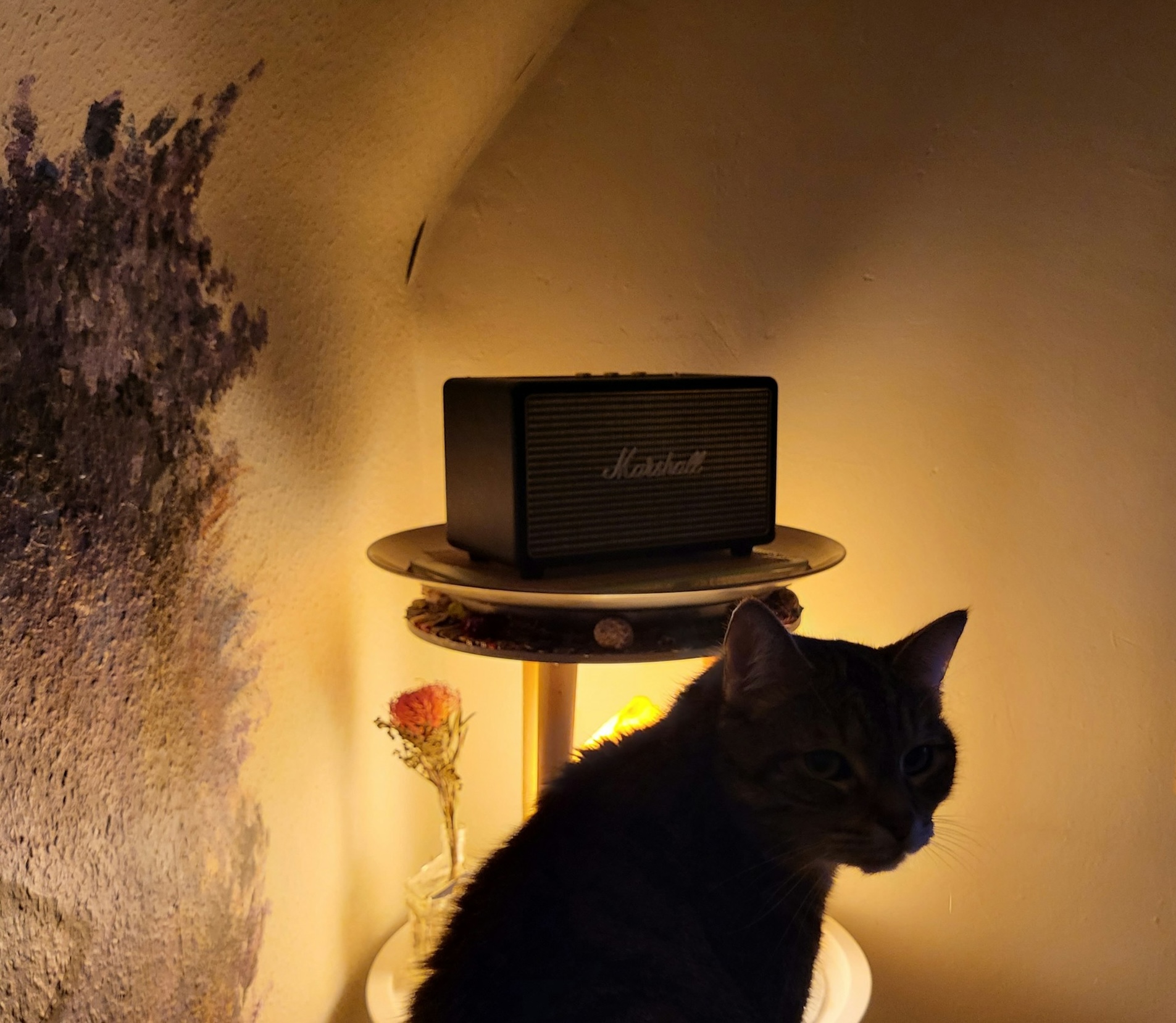 40 Cat Names Inspired by Cat Movie Characters