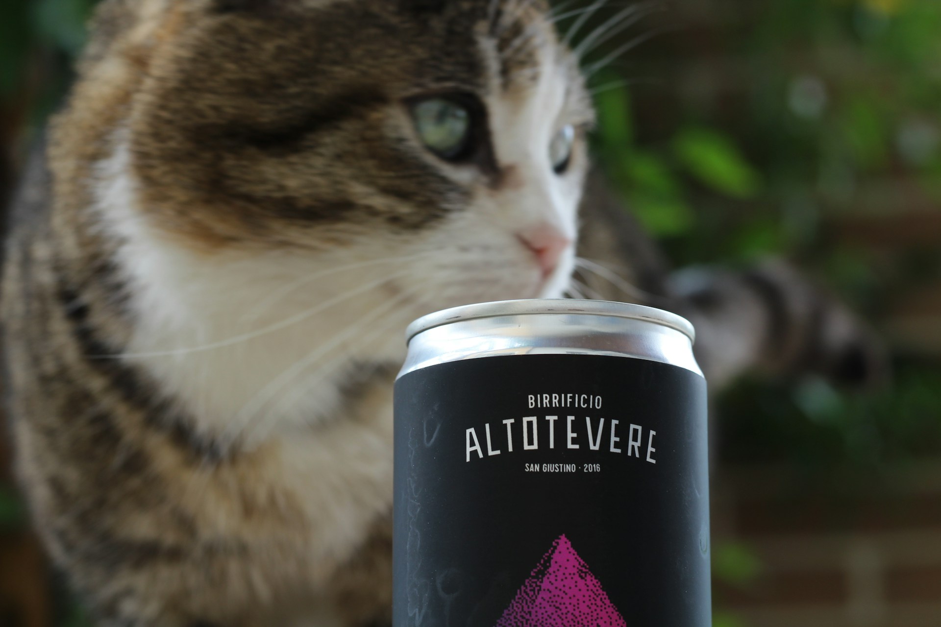 60 Beverage-Inspired Names for Cool Cats