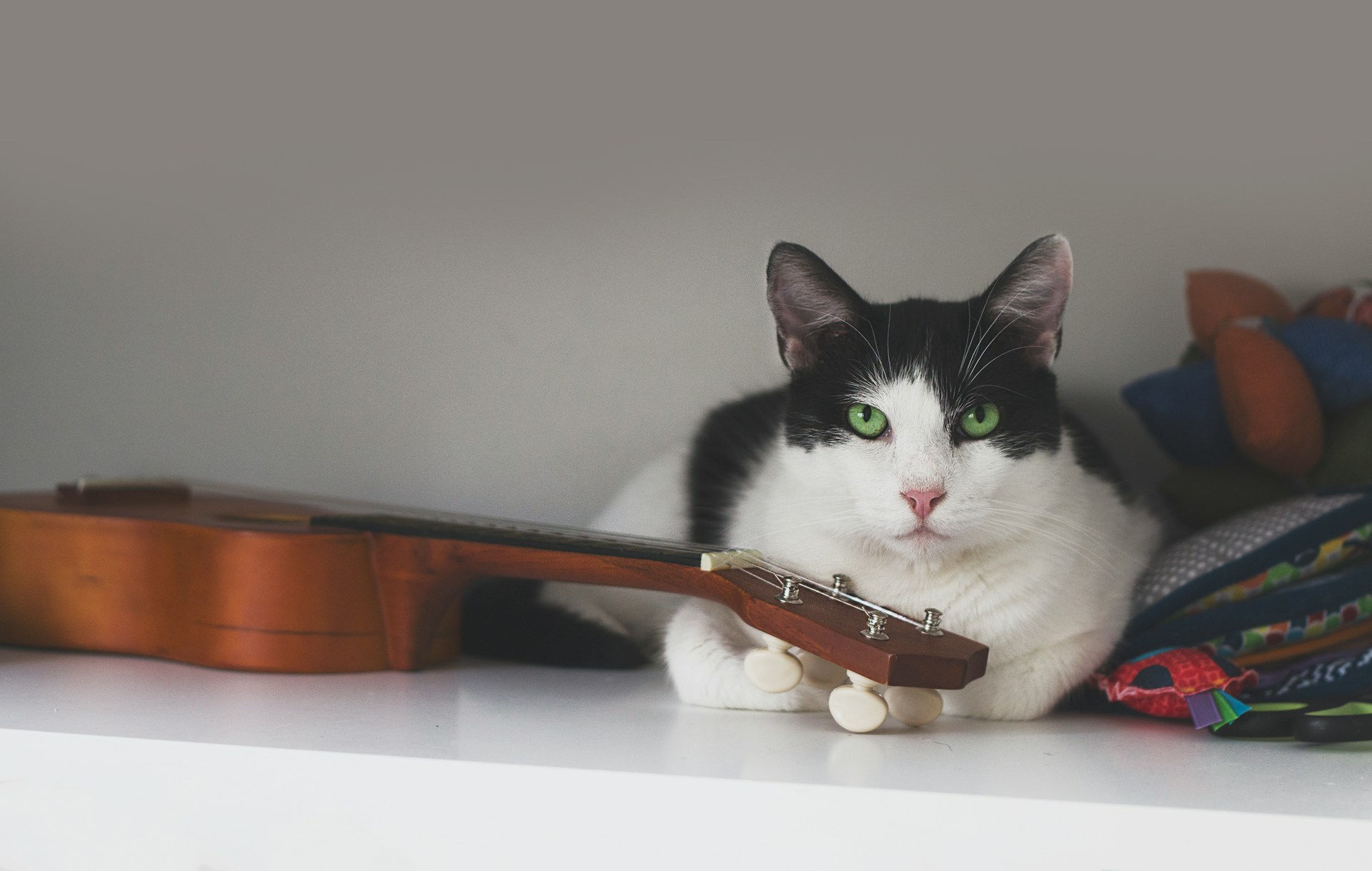 60 Rockstar Cat Names for Your Legends
