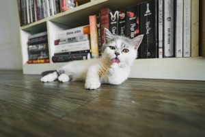 60 Video Game Character Names for Cats - The Naming Nook