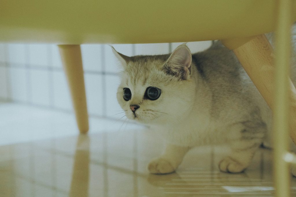 Anime-Inspired Names for Your Cat Companion