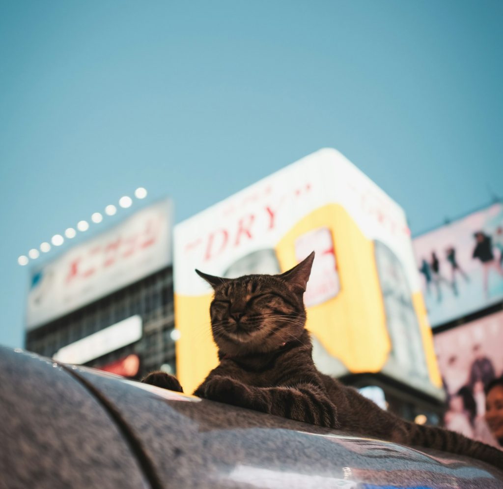 Cat Names Inspired by Cat Movie Characters