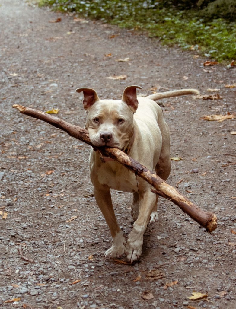 Dog Names Associated with Strength and Courage