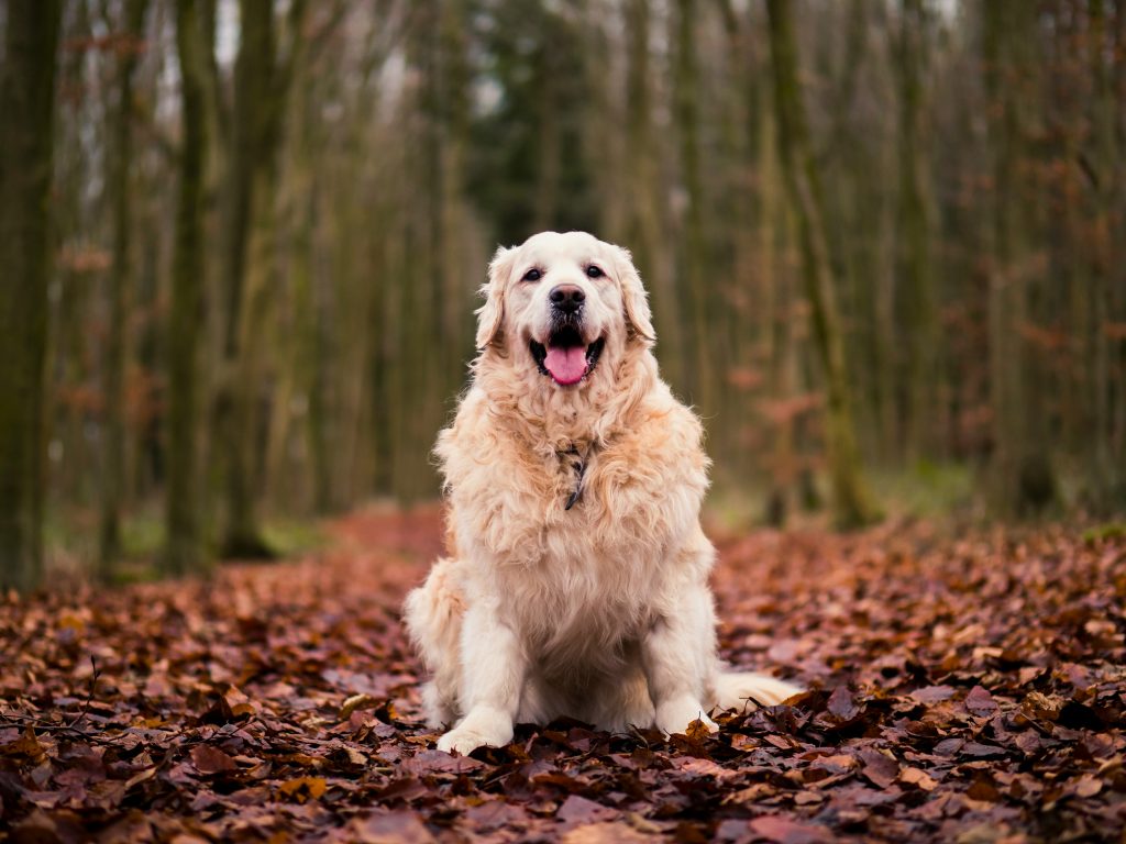 Dogs names that are earthy