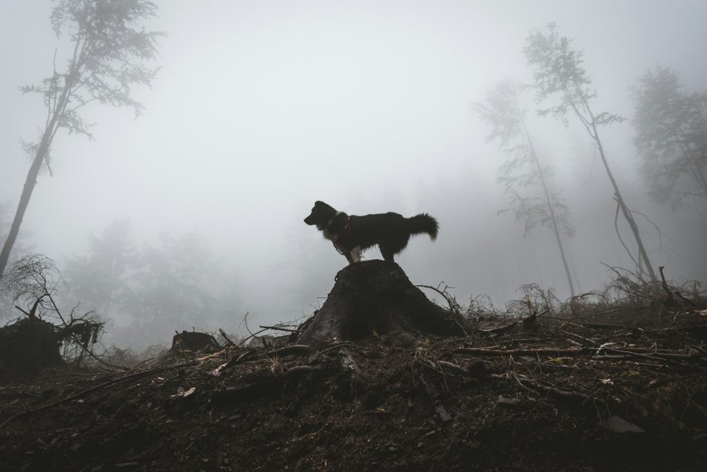 Mythical Creature Names for Dogs