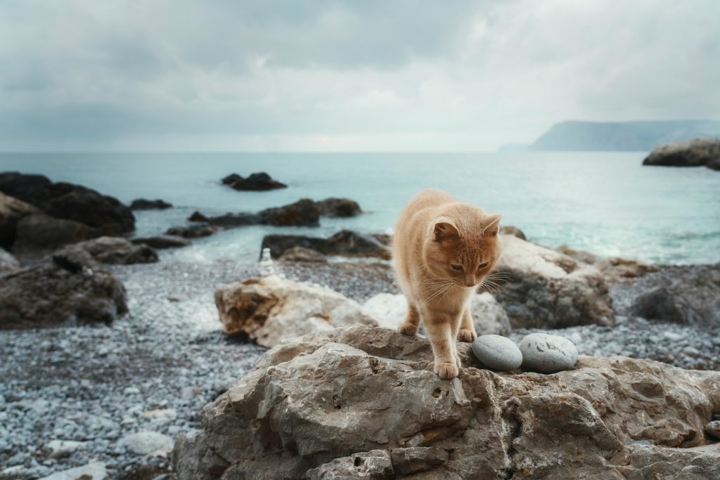 Ocean-Inspired Cat Names for Your Little Wave