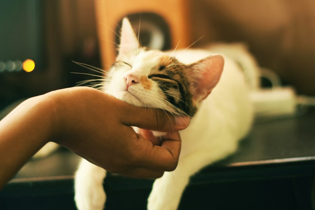 Rockstar Cat Names for Your Legends