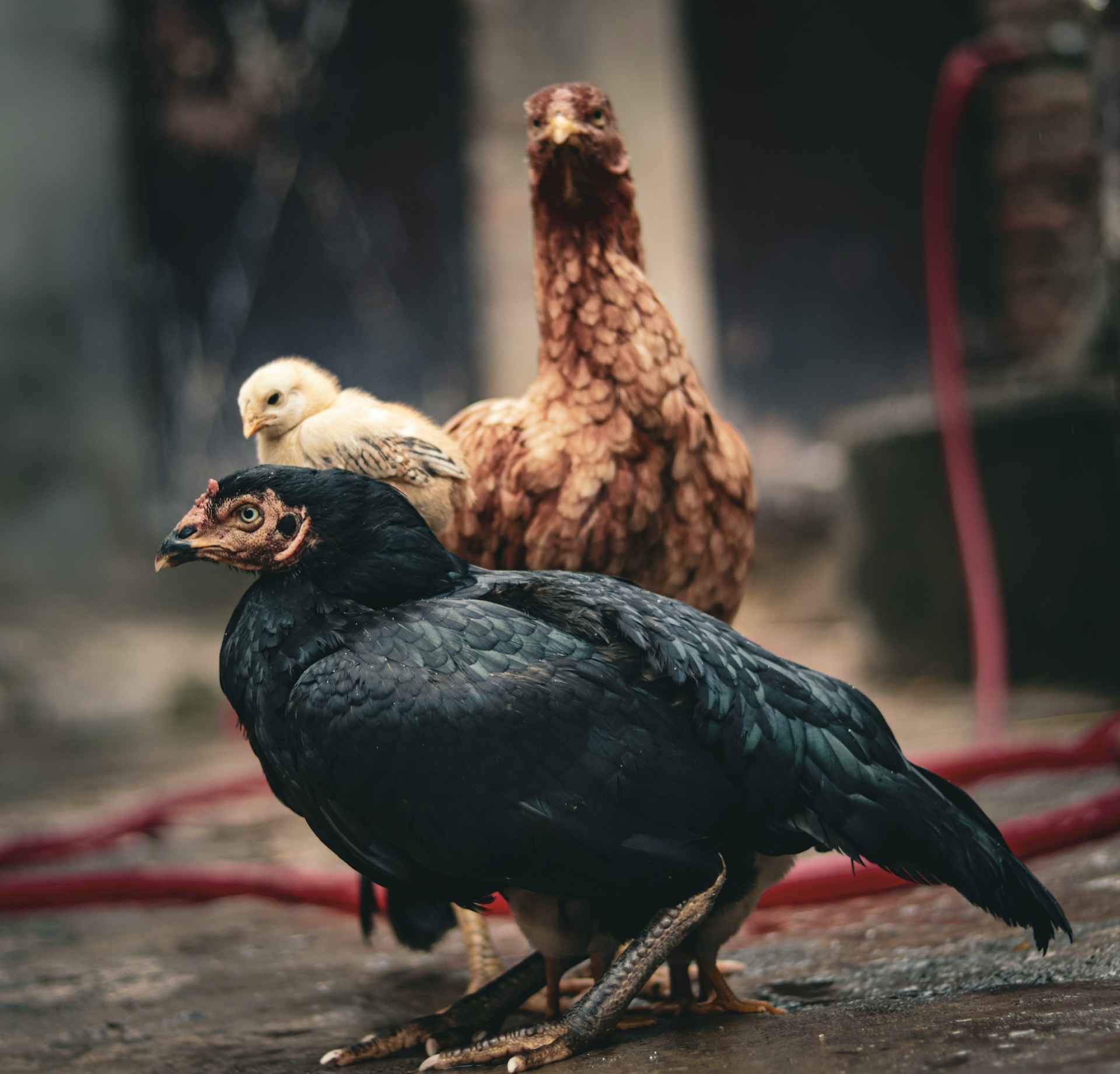 60 Chicken Names Inspired by Halloween