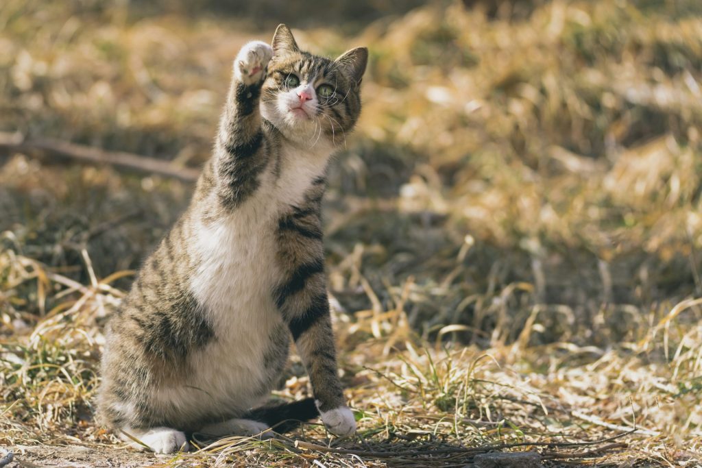 60 Dancer-Inspired Names for Graceful Cats