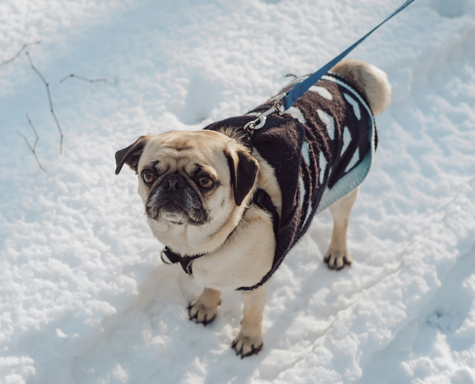 60 Dog Names Inspired by Winter