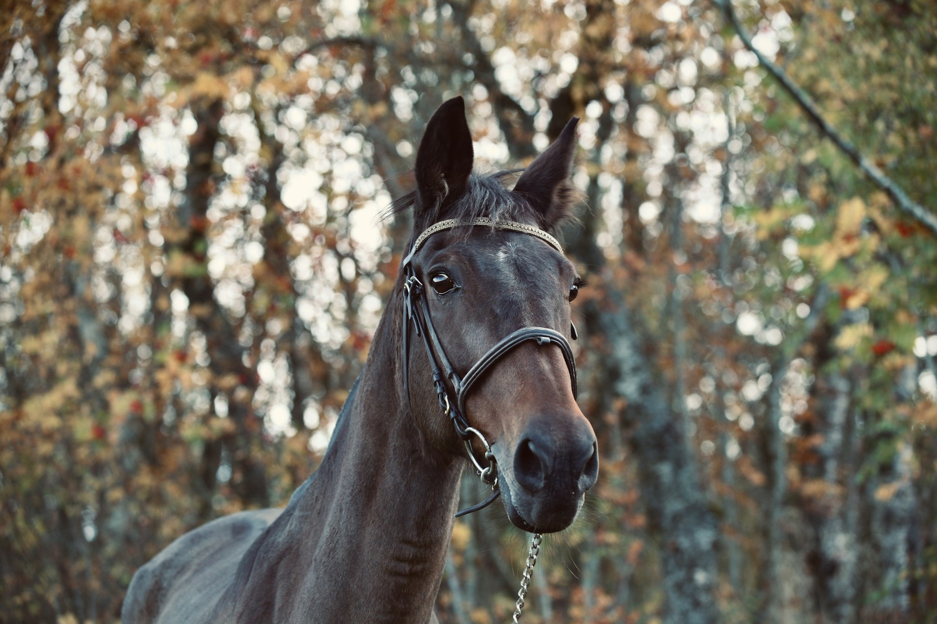 60 Horse Names Inspired by Halloween