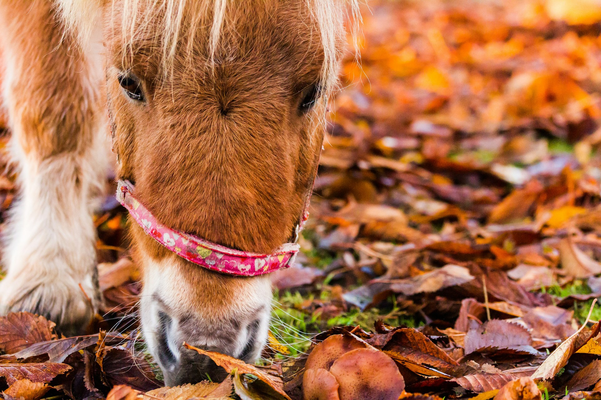 60 Horses Names Inspired by Autumn